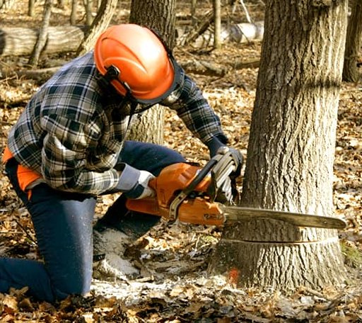 Tree Removal in Wells, ME